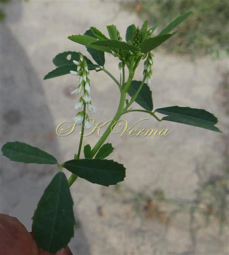  Inflorescences